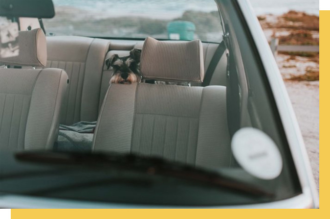 Paint & Fabric Protection