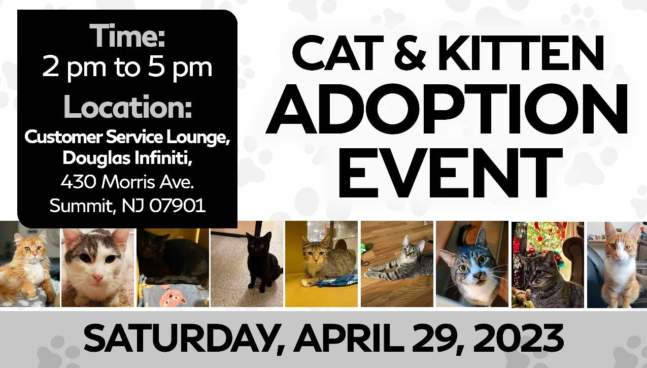 Cat & Kitten Adoption Event in Summit, NJ Douglas INFINITI