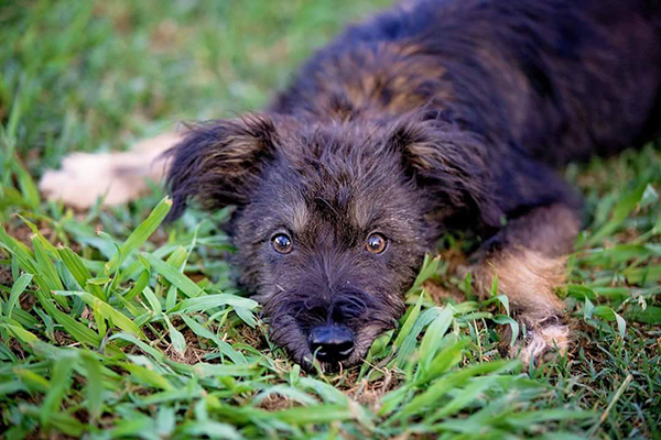 rescue dog