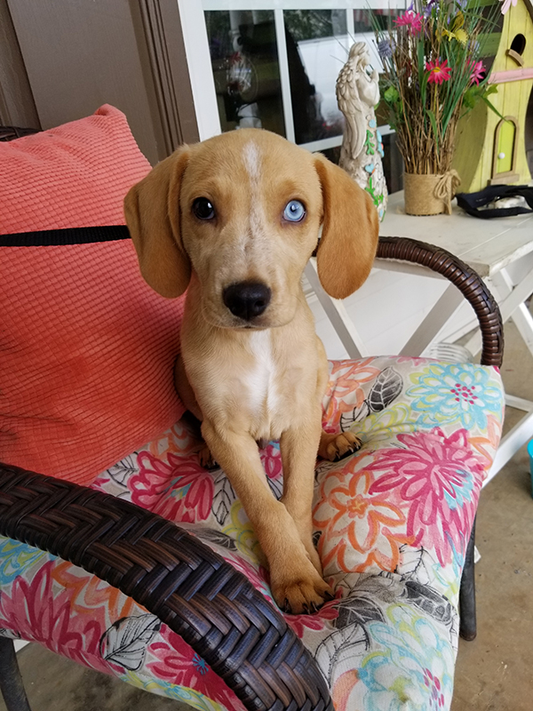 rescue dog
