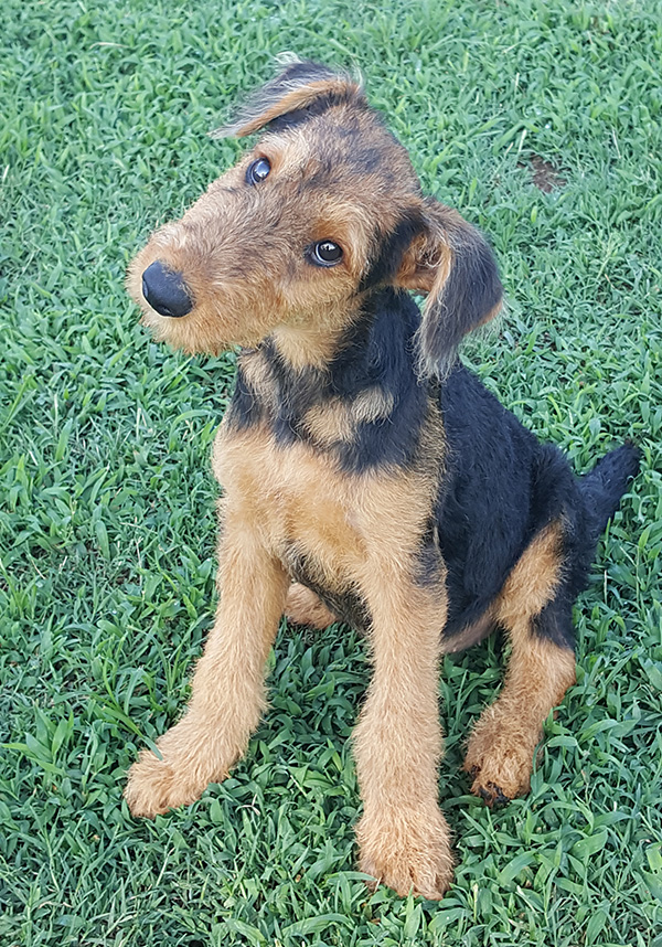 rescue dog