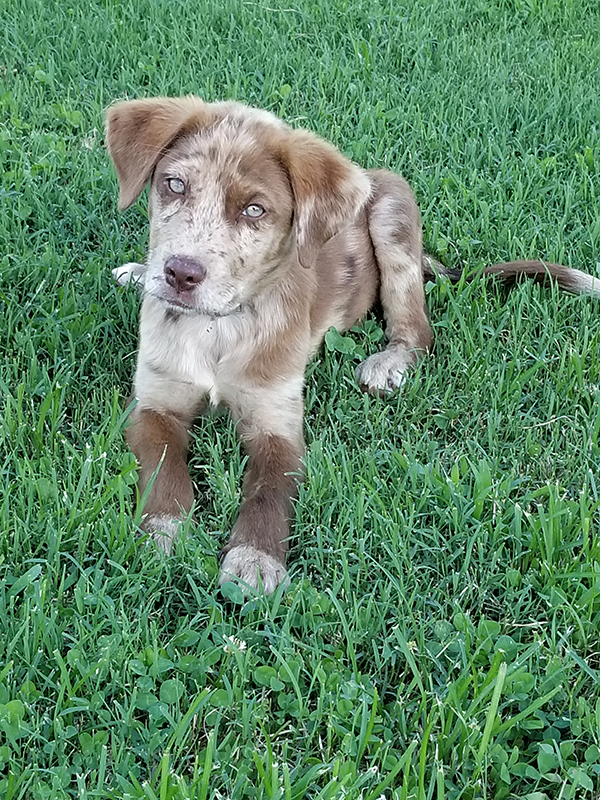 rescue dog