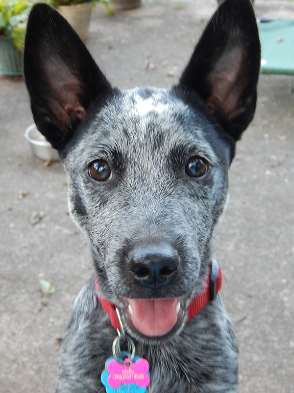 rescue dog