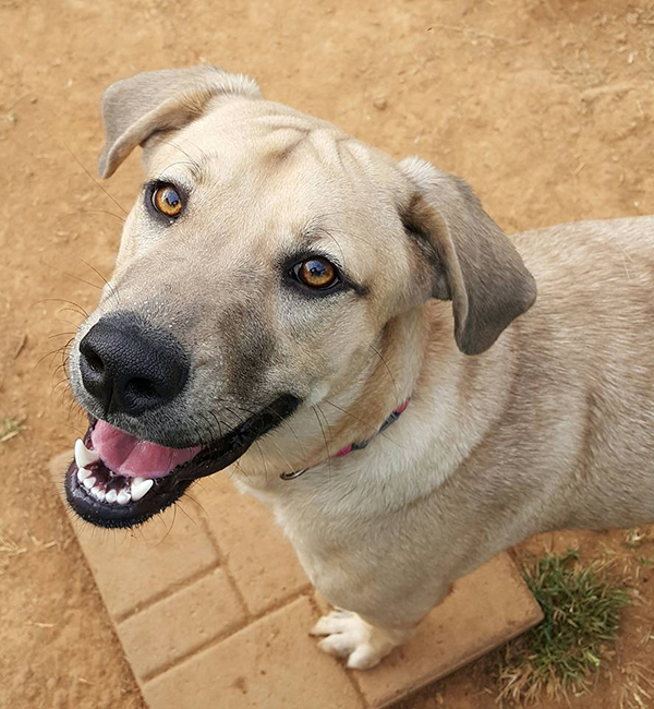 rescue dog