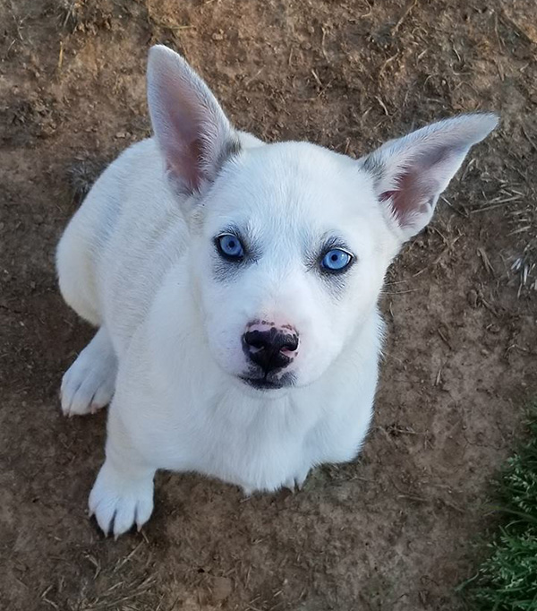 rescue dog