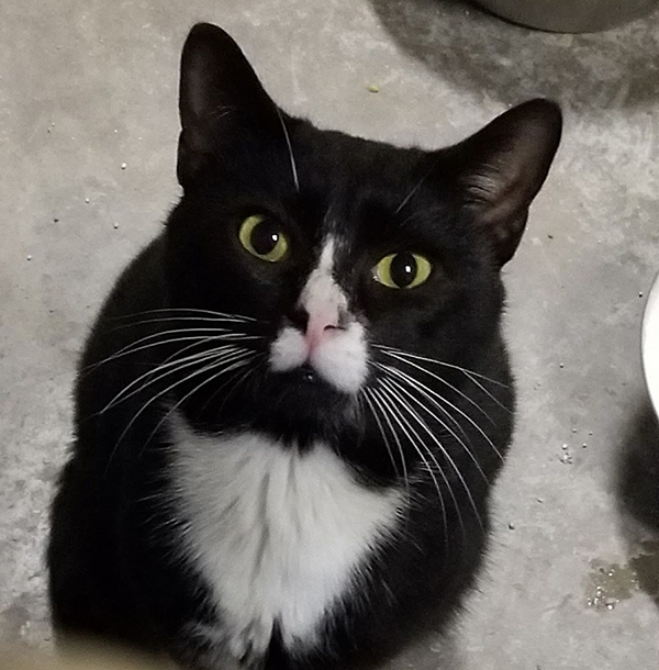 rescue cat