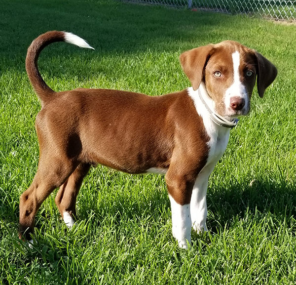 rescue dog