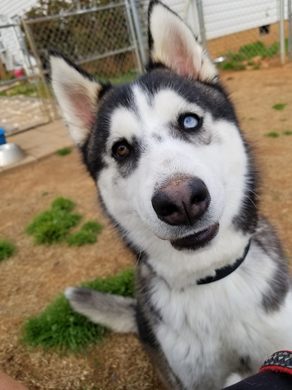 rescue dog