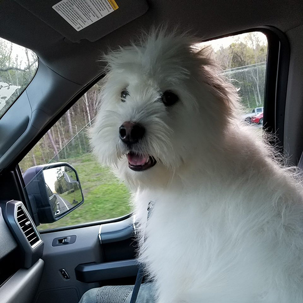 rescue dog