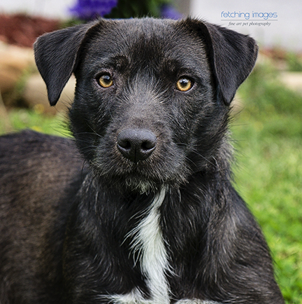 rescue dog