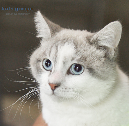 rescue cat
