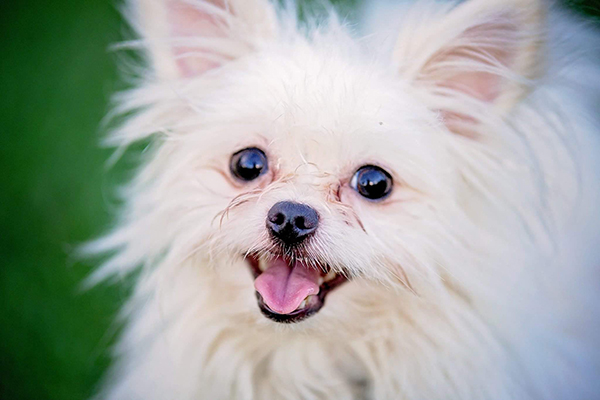 rescue dog